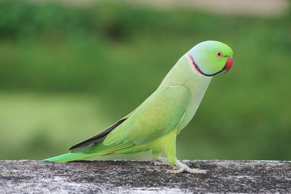 Les clés pour réussir l'élevage du ténébrion : alimentation et astuces