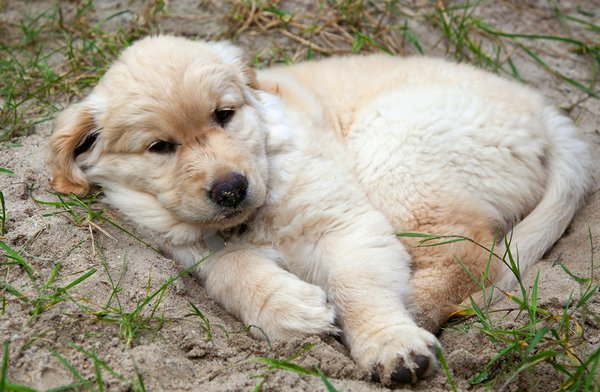 Comment améliorer le bien-être des animaux de cirque tout en maintenant l'intérêt du public pour ces spectacles ?