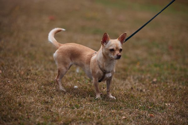 Comment prévenir efficacement les boules de poils chez le chat