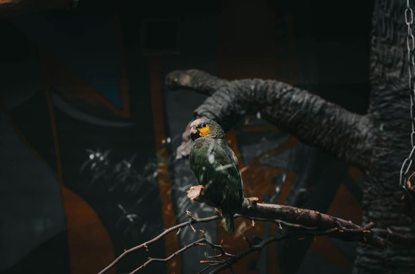 Quels aliments naturels sont les plus bénéfiques pour la santé de votre chat ?