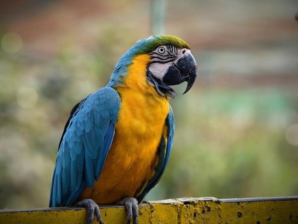 Top 5 crèmes apaisantes pour chien contre les irritations