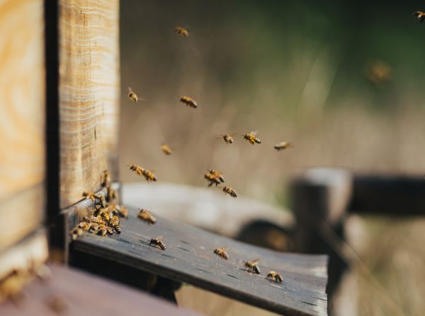 Comment les abeilles s'orientent-elles dans leur environnement pour retrouver leur ruche?