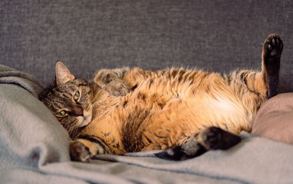 Comment prévenir l'obésité chez les chats et quels régimes adopter ?