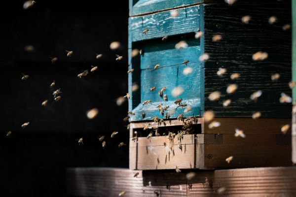 Pourquoi les abeilles gardiennes jouent-elles un rôle crucial dans la protection de la ruche?