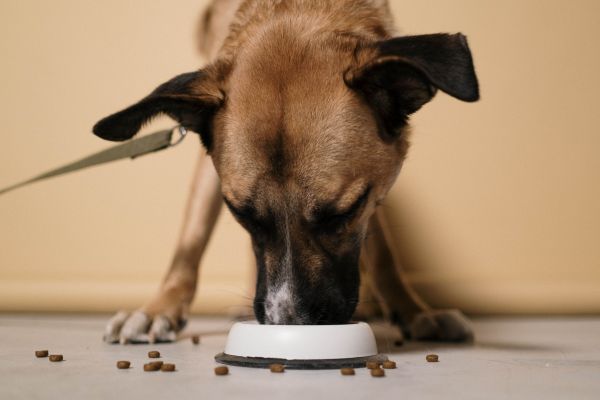 Produits essentiels pour chiens : nutrition, soin et bien-être en ligne