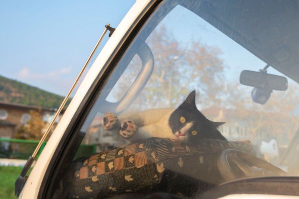 Quelles sont les étapes pour habituer un chat à un transporteur pour les voyages ?