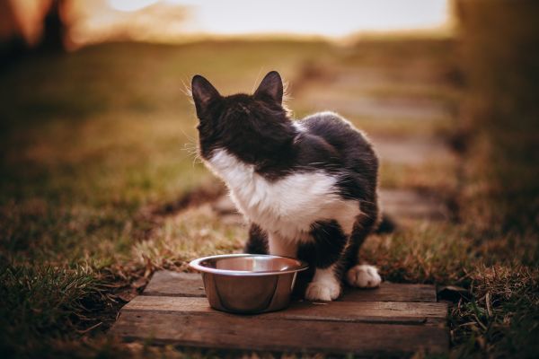 Quels aliments naturels sont les plus bénéfiques pour la santé de votre chat ?