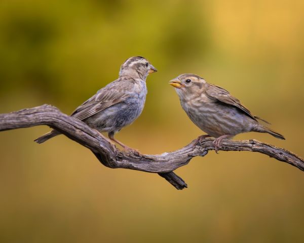Quels rituels de cour les oiseaux chanteurs adoptent-ils pour attirer des partenaires?