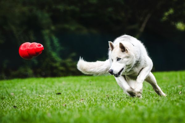 Quels sont les bienfaits de l'entraînement à l'agilité pour le développement physique de mon chien ?
