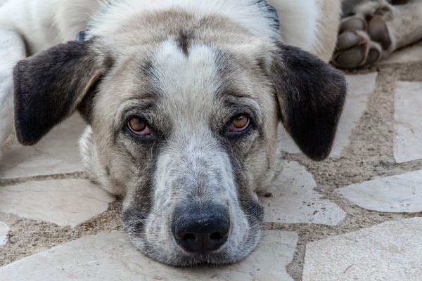 Quels sont les signes d'un chien en détresse émotionnelle et comment l'aider ?