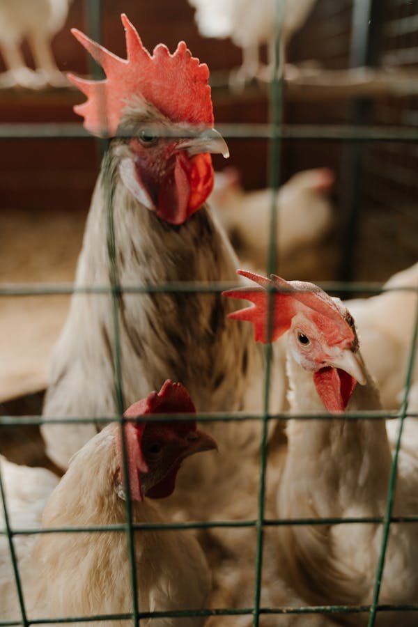 Pourquoi choisir un poulailler plastique pour vos poules ?